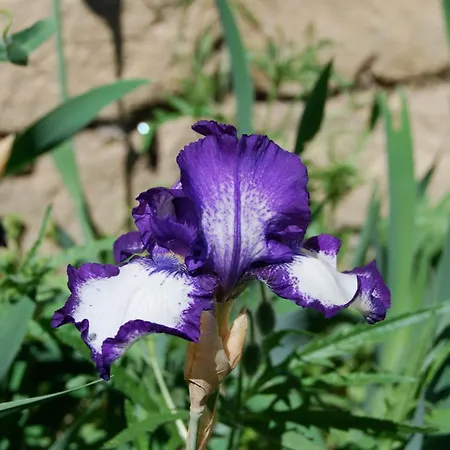 Bed and breakfast La Boca